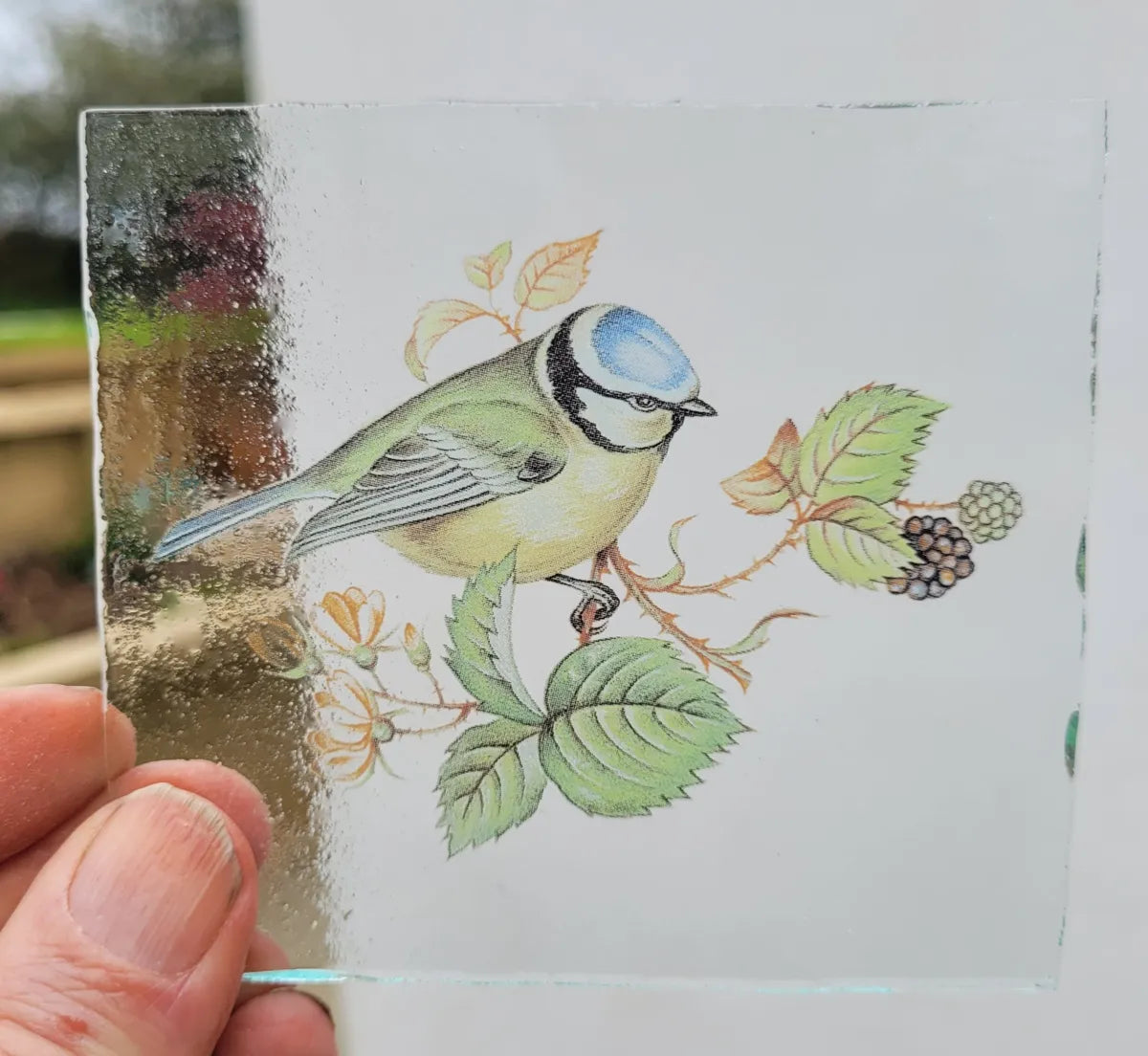 Blue Tit bird #2 for stained glass