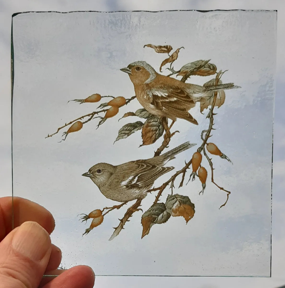 Chaffinch birds for stained glass