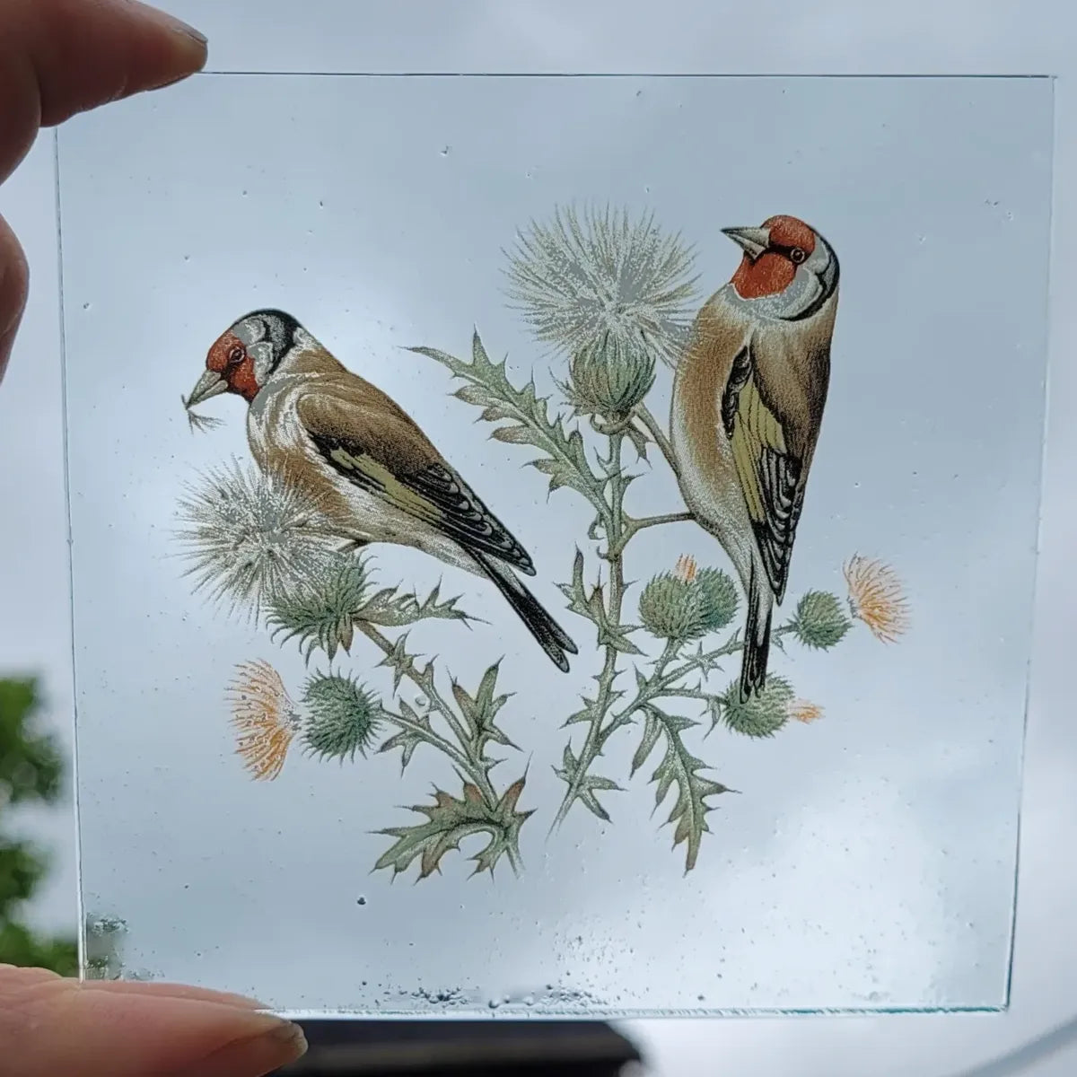 Goldfinch birds for stained glass