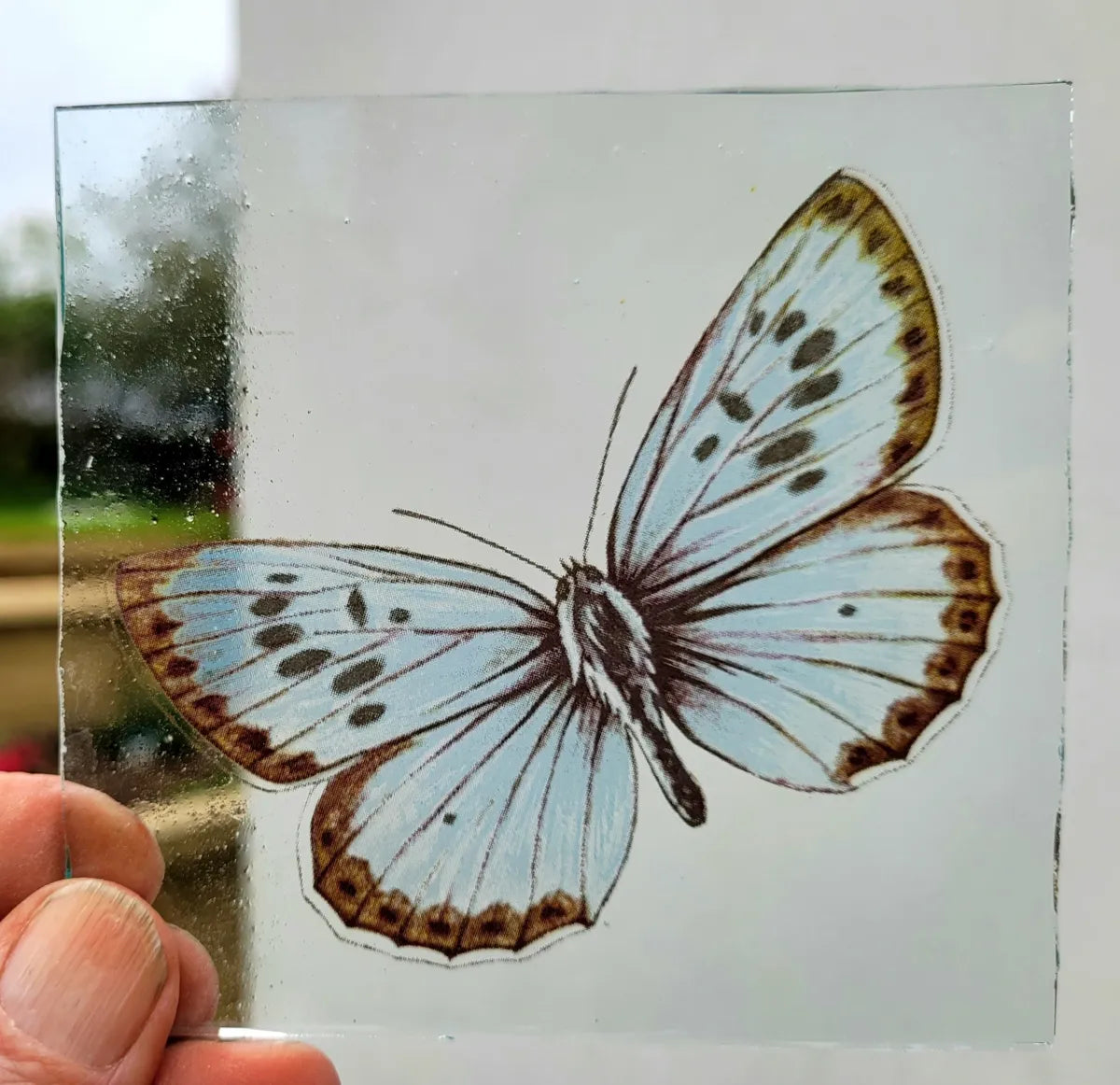 Large Blue Butterfly piece for stained glass