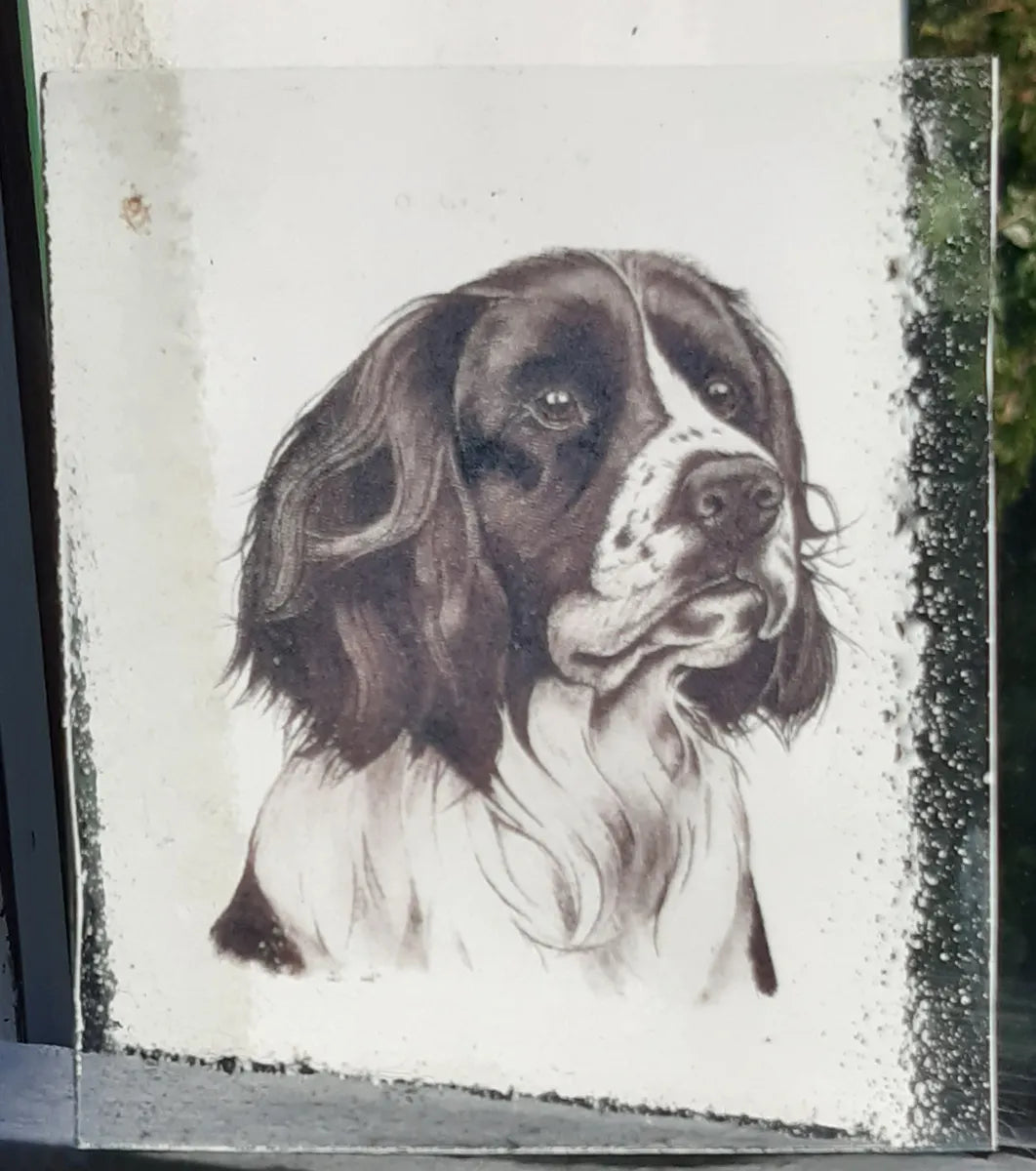 Springer Spaniel Dog piece for stained glass