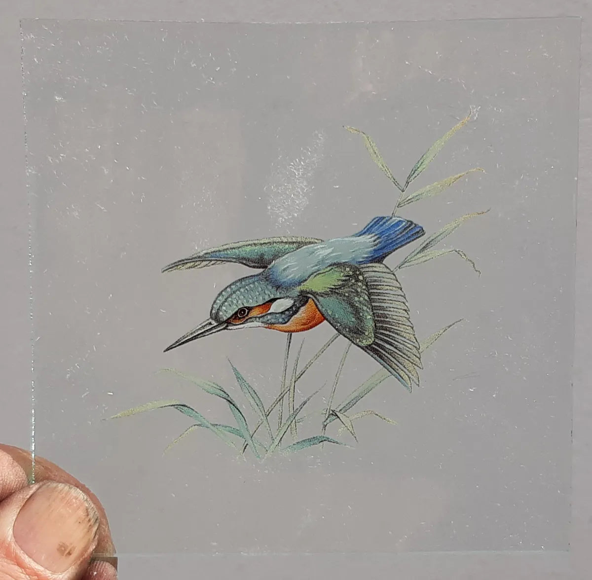 Kingfisher bird #1 for stained glass