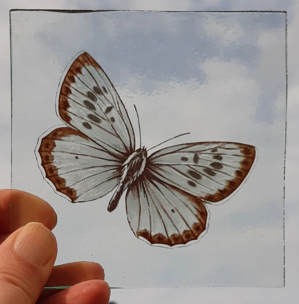 Large Blue Butterfly piece for stained glass