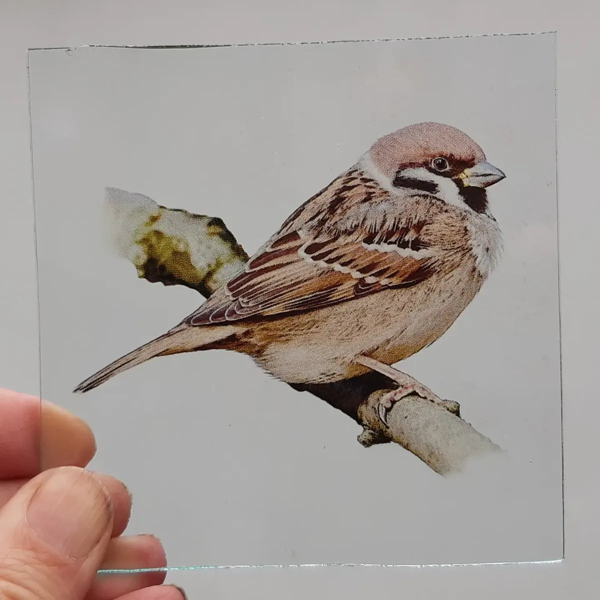 Sparrow bird #1 for stained glass