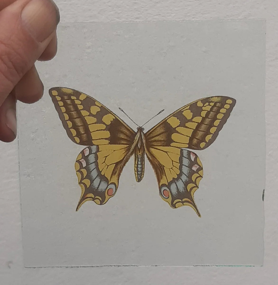 Swallow Tail Butterfly piece for stained glass
