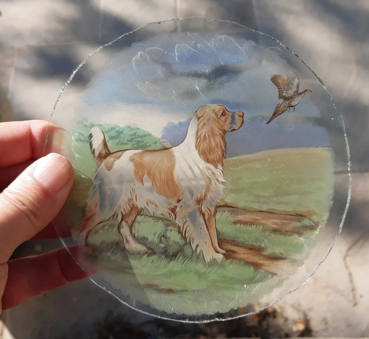 Springer Spaniel Dog roundel piece for stained glass