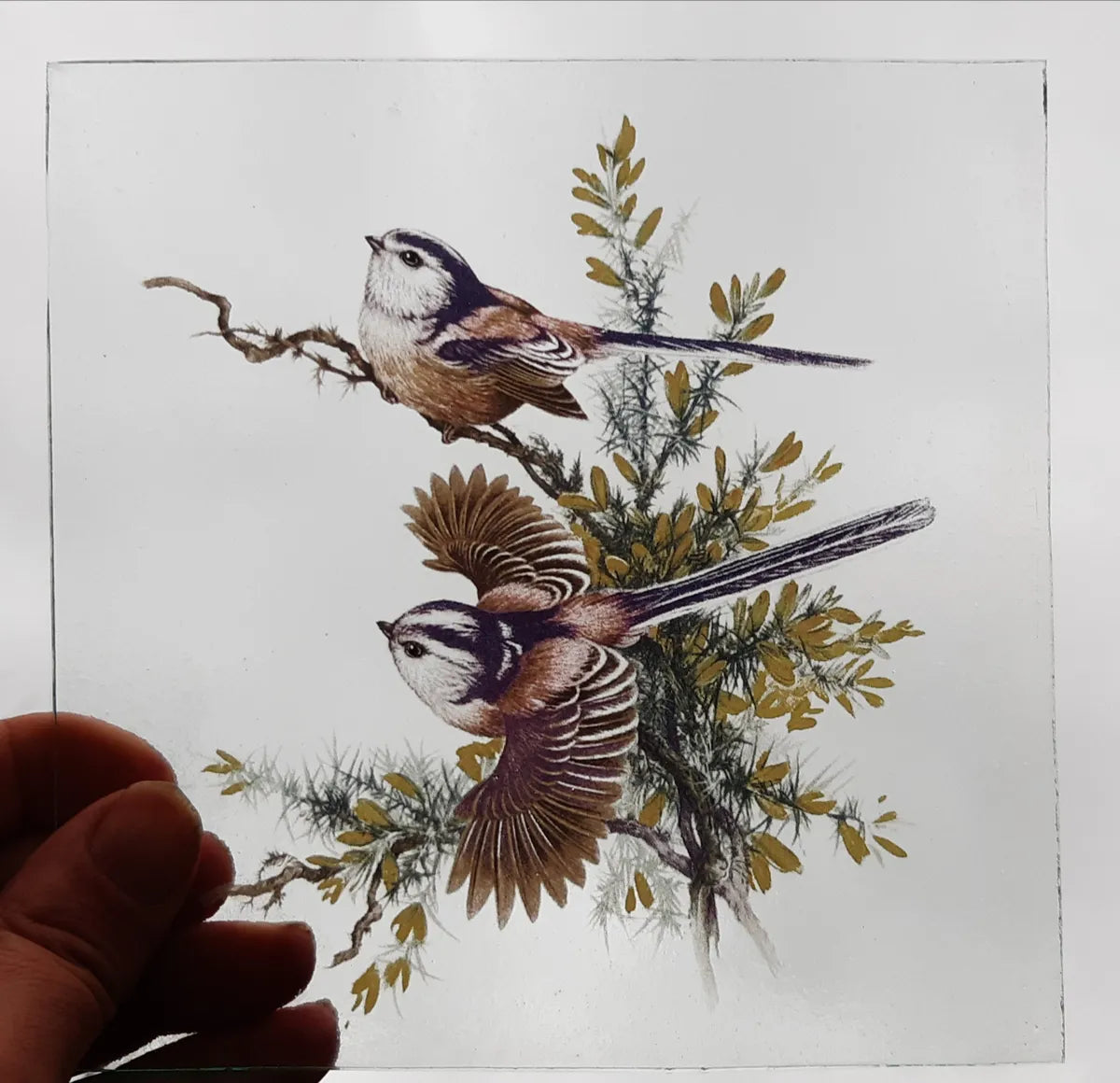 Long Tailed Tit birds for stained glass