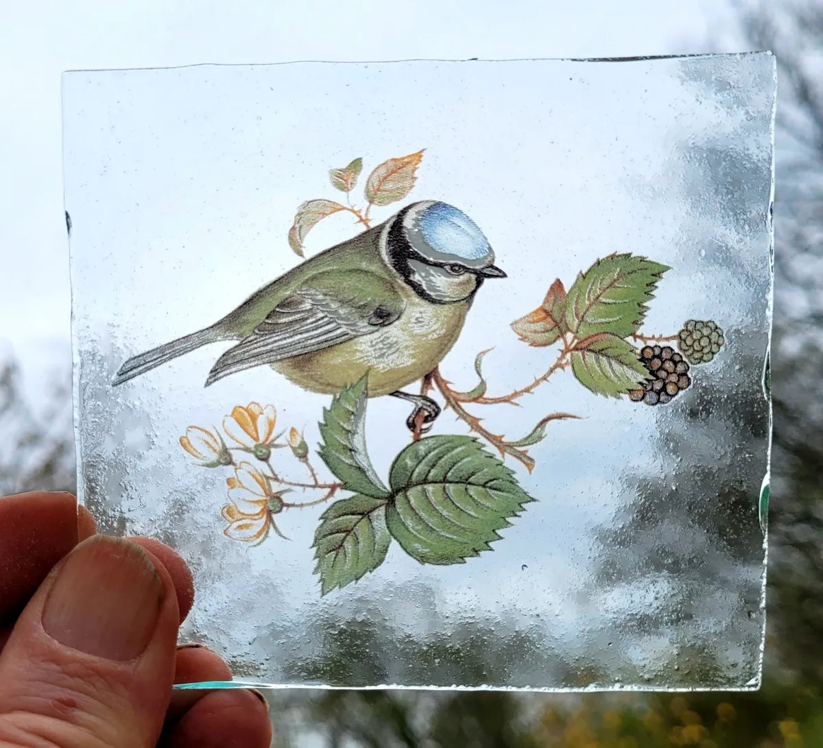 Blue Tit bird #2 for stained glass