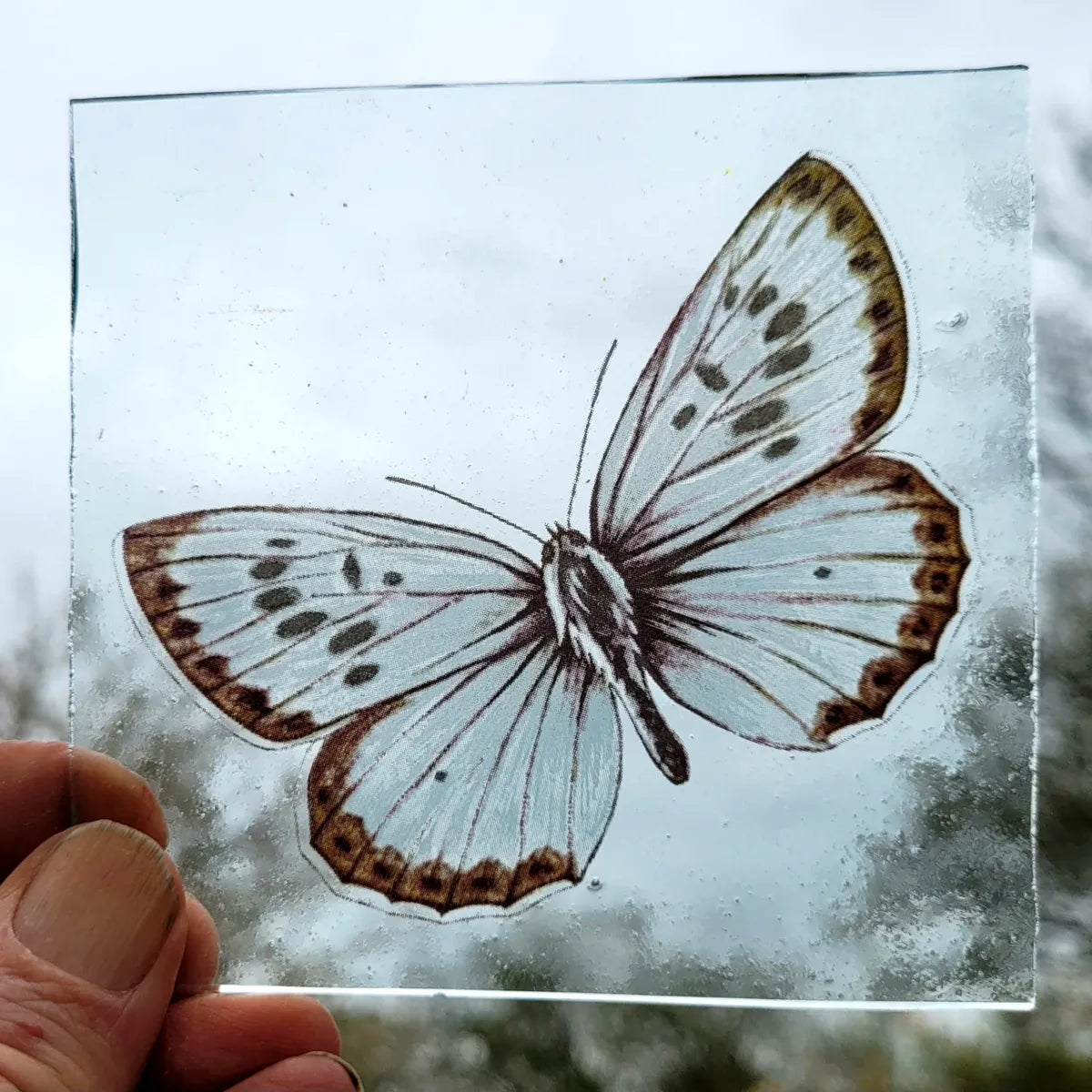 Large Blue Butterfly piece for stained glass