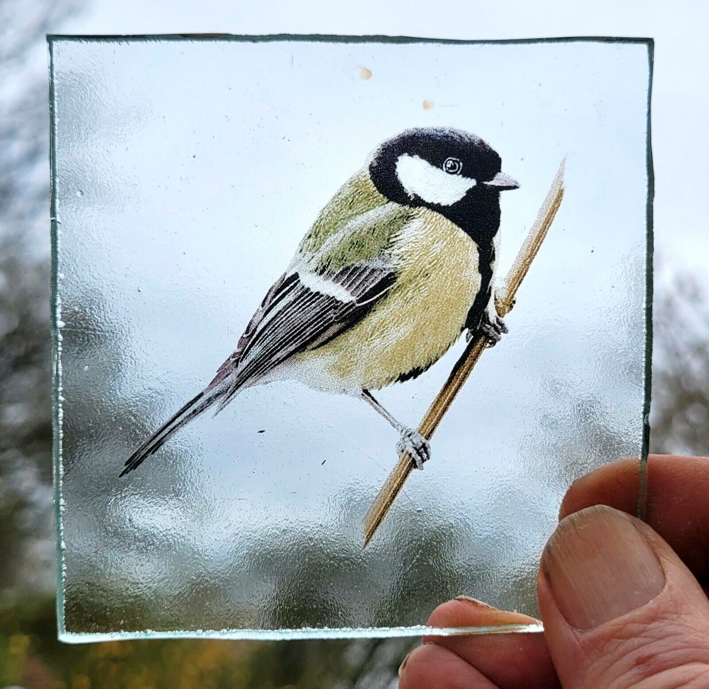 Great Tit bird for stained glass