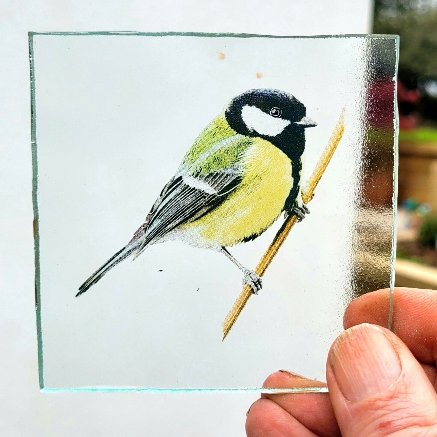 Great Tit bird for stained glass