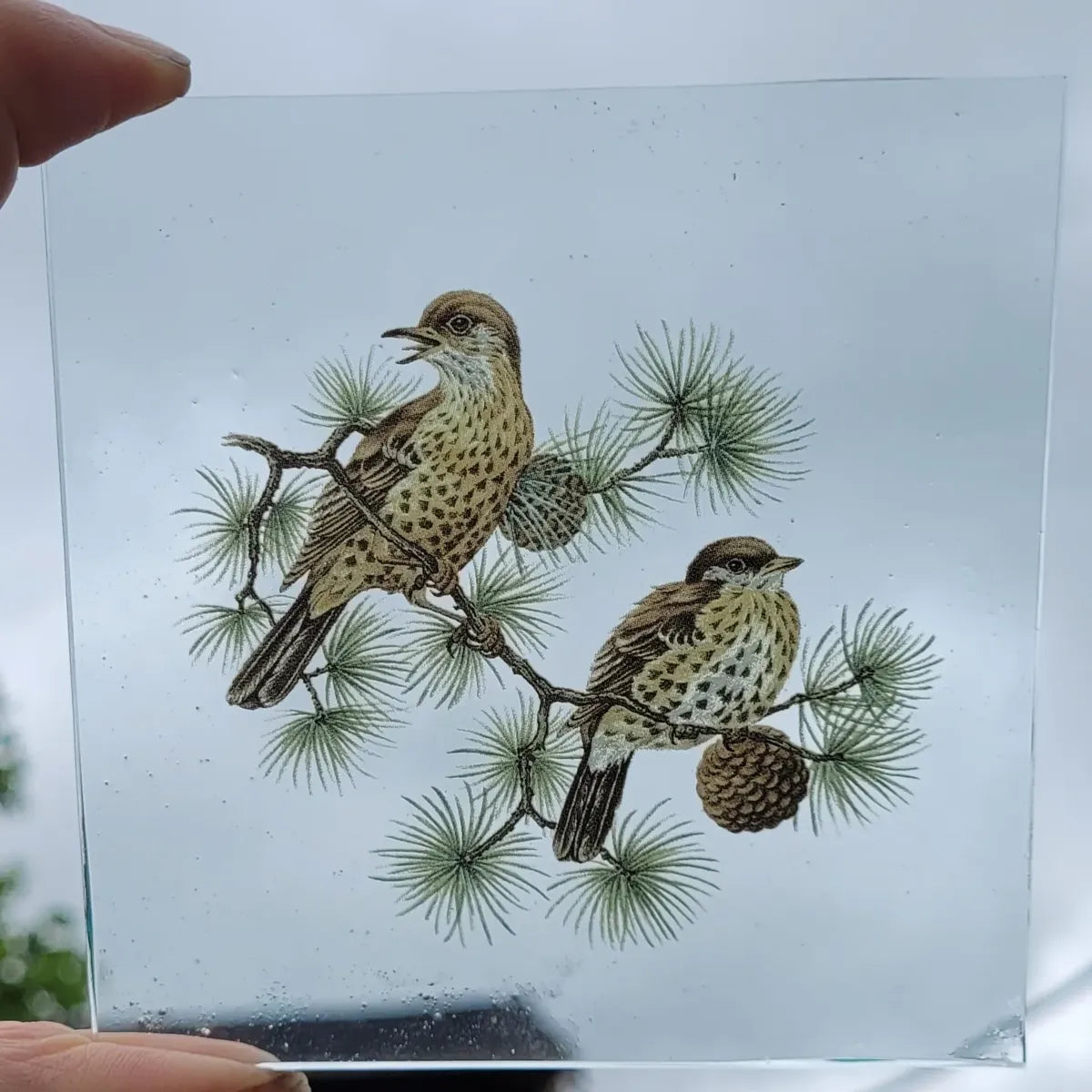 Thrush birds for stained glass