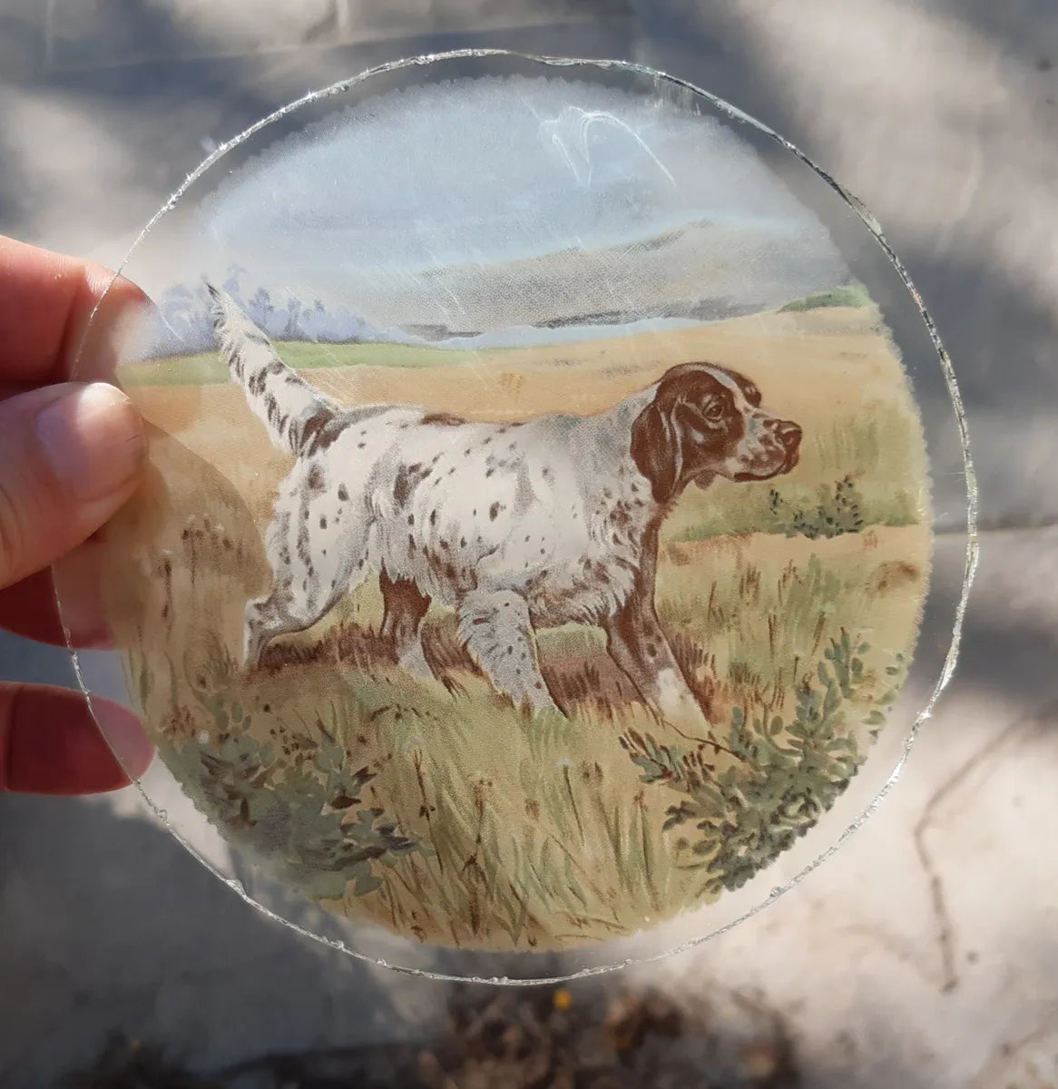 English Setter Dog roundel piece for stained glass