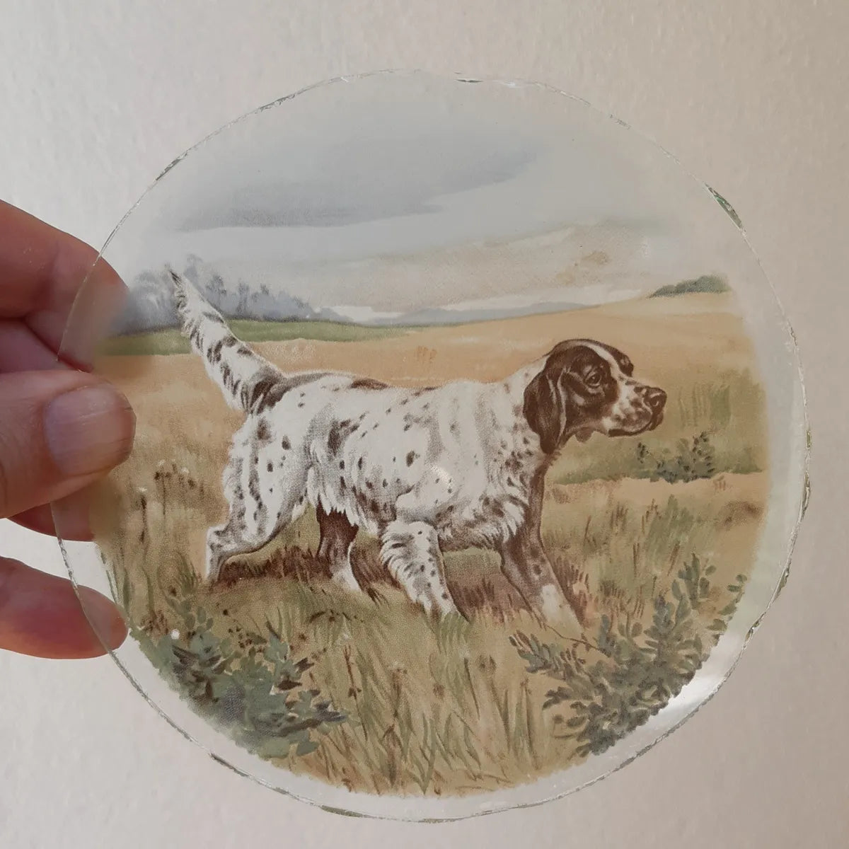 English Setter Dog roundel piece for stained glass