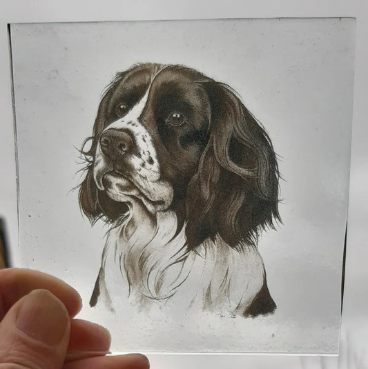 Springer Spaniel Dog piece for stained glass