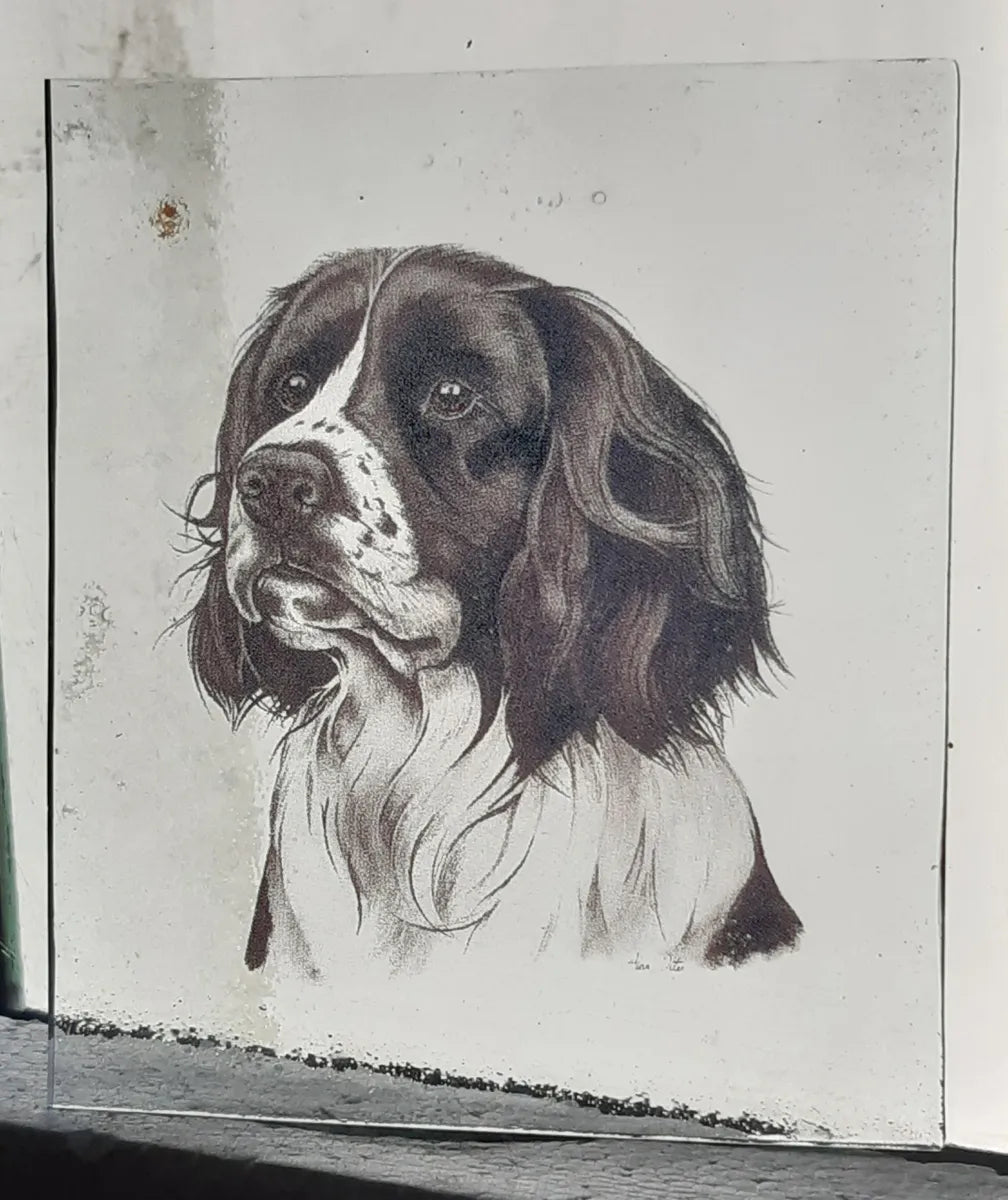 Springer Spaniel Dog piece for stained glass