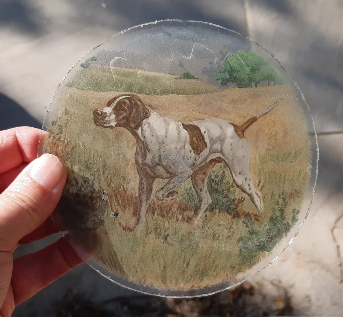 Pointer Dog roundel piece for stained glass