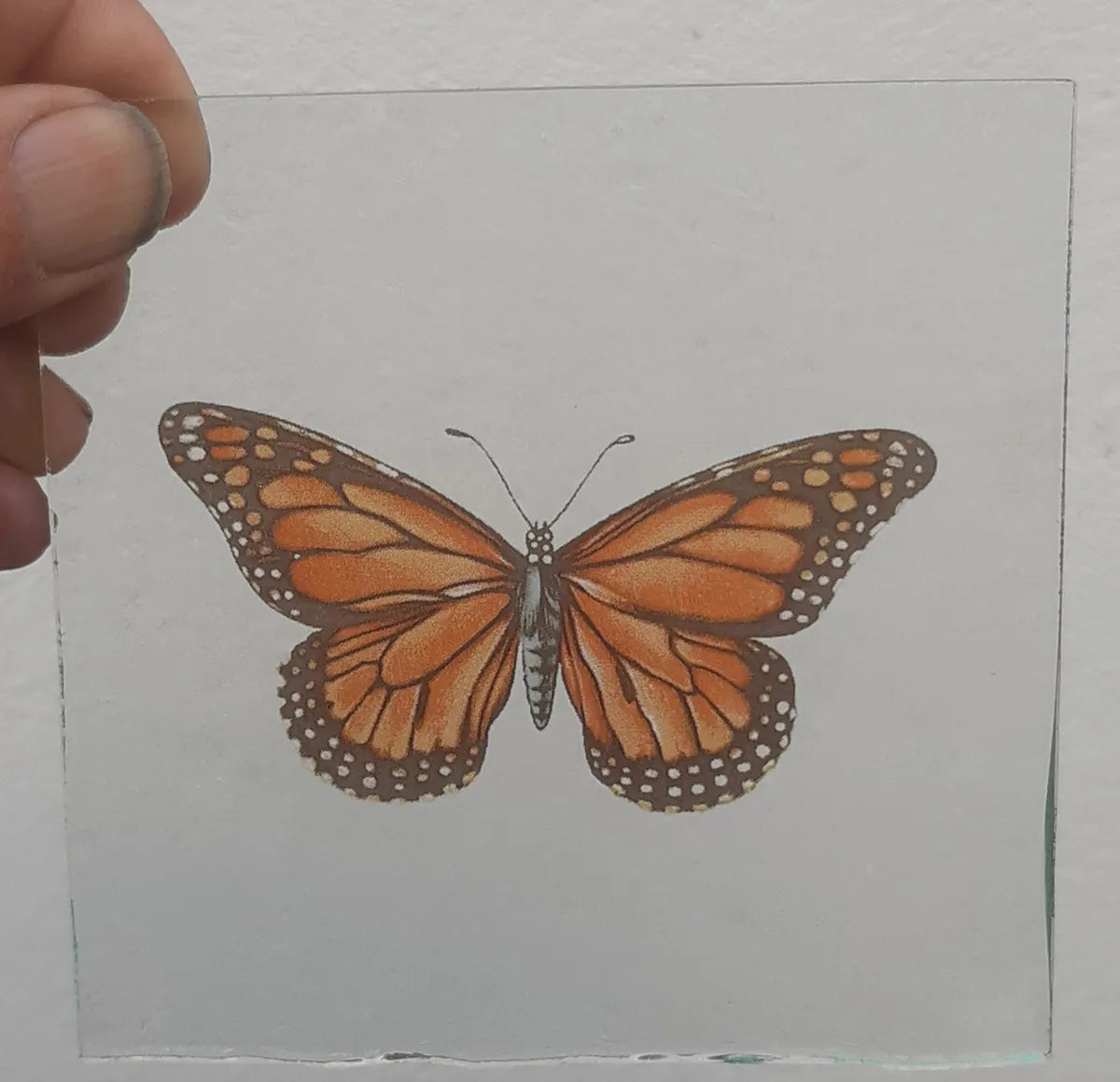 Monarch Butterfly piece for stained glass