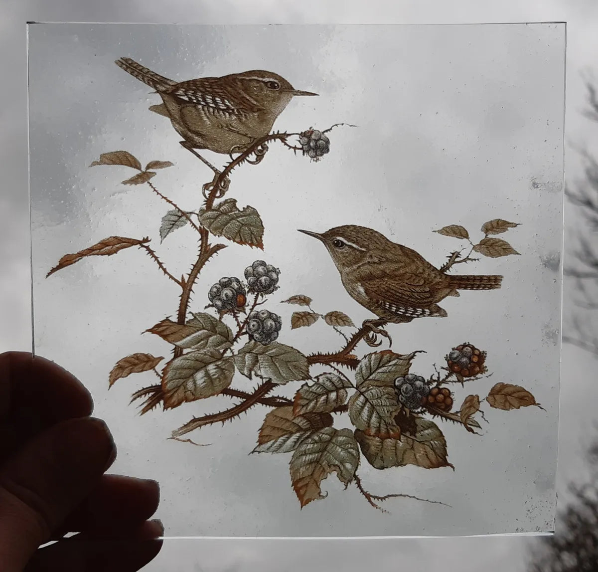 Wren birds for stained glass