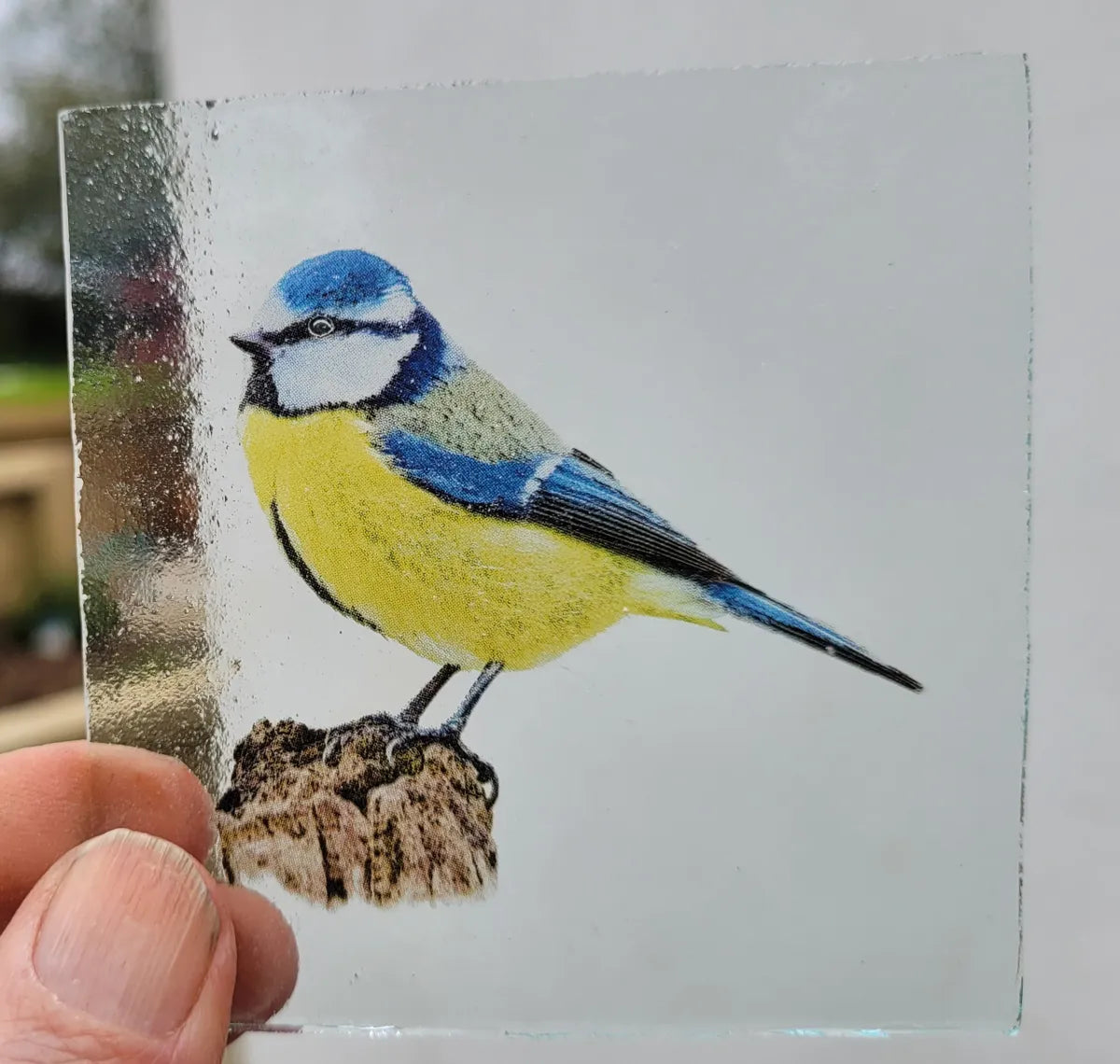 Blue Tit bird #1 for stained glass