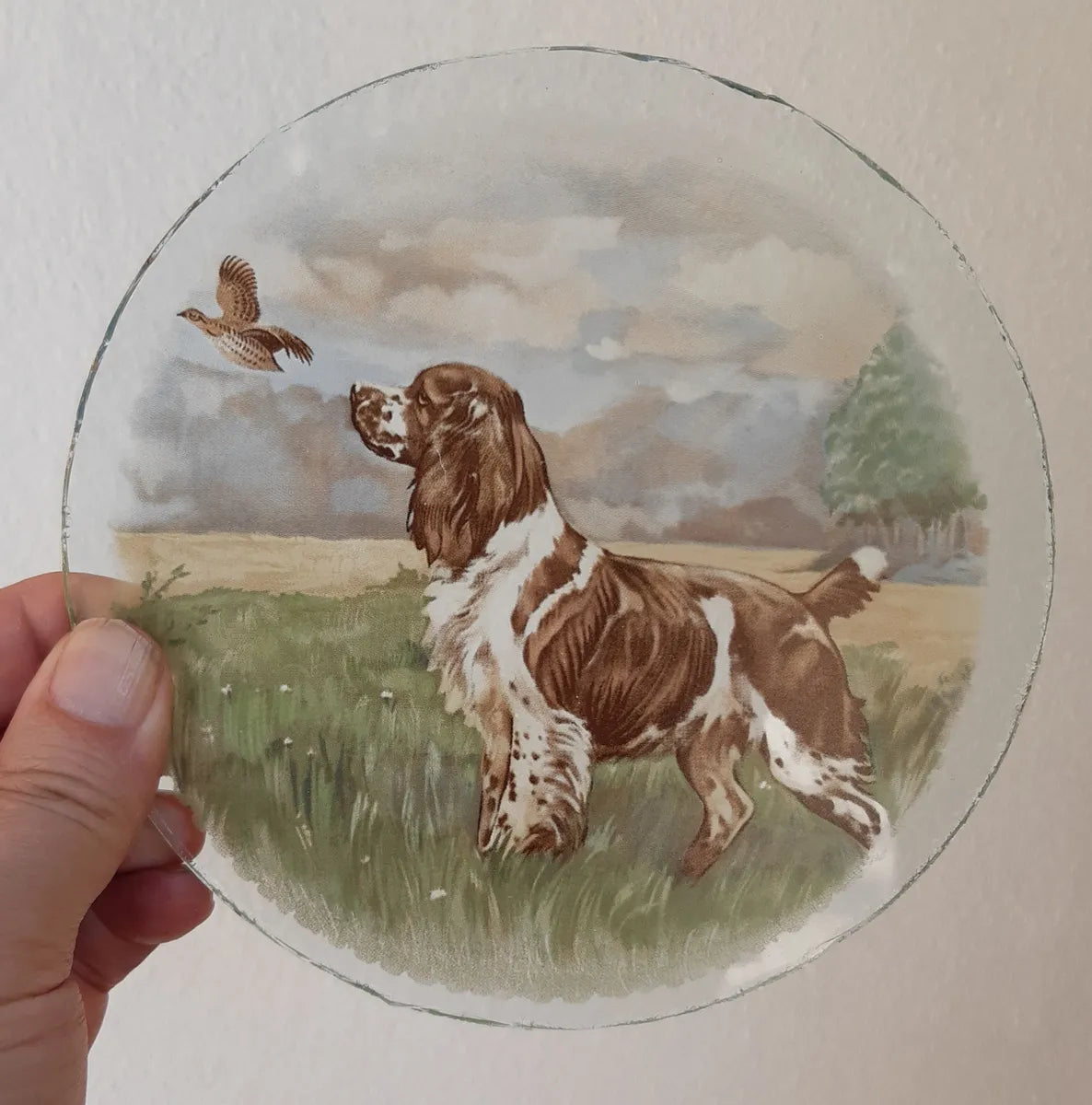 Springer Spaniel Dog roundel piece for stained glass