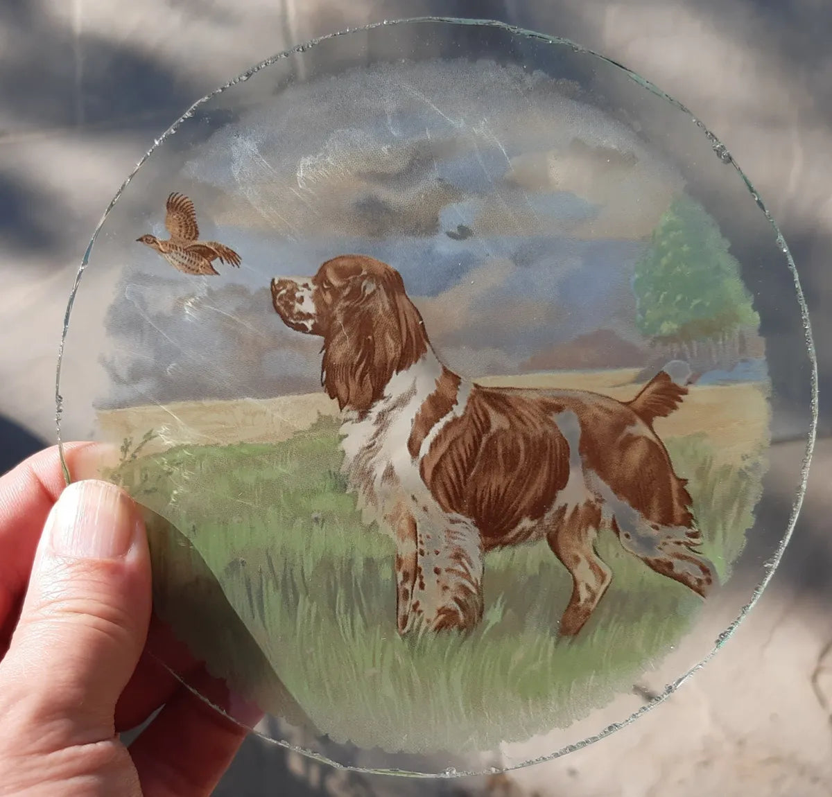 Springer Spaniel Dog roundel piece for stained glass