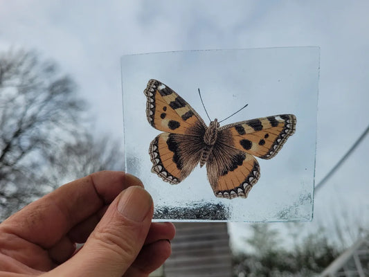 Tortoiseshell Butterfly piece for stained glass